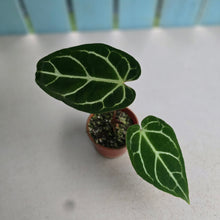 Load image into Gallery viewer, #R27 Anthurium Crystallinum x