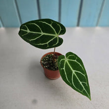 Load image into Gallery viewer, #R27 Anthurium Crystallinum x