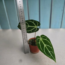 Load image into Gallery viewer, #R27 Anthurium Crystallinum x