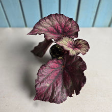 Load image into Gallery viewer, #R68 Begonia Sugar Plum Fairy