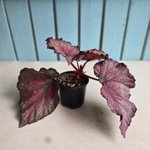 Load image into Gallery viewer, #R68 Begonia Sugar Plum Fairy