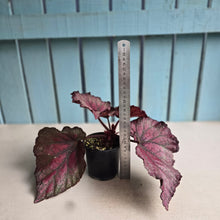 Load image into Gallery viewer, #R68 Begonia Sugar Plum Fairy