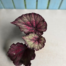 Load image into Gallery viewer, #R68 Begonia Sugar Plum Fairy