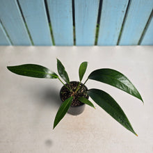 Load image into Gallery viewer, #RB16 Anthurium Rupicola