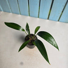 Load image into Gallery viewer, #RB16 Anthurium Rupicola