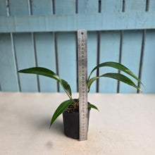 Load image into Gallery viewer, #RB16 Anthurium Rupicola