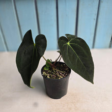Load image into Gallery viewer, #R45 Anthurium NOID - With Pup