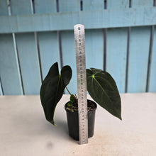 Load image into Gallery viewer, #R45 Anthurium NOID - With Pup