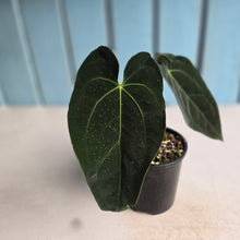 Load image into Gallery viewer, #R45 Anthurium NOID - With Pup