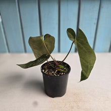 Load image into Gallery viewer, #R45 Anthurium NOID - With Pup