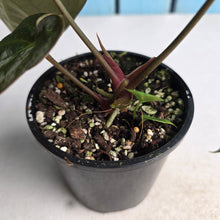 Load image into Gallery viewer, #R45 Anthurium NOID - With Pup