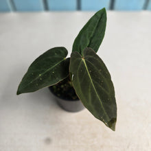 Load image into Gallery viewer, #D922 Anthurium (Papillilaminum x Black Sensation) x