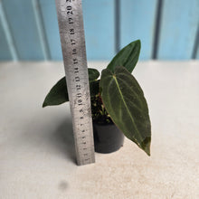 Load image into Gallery viewer, #D922 Anthurium (Papillilaminum x Black Sensation) x
