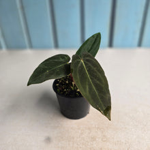 Load image into Gallery viewer, #D922 Anthurium (Papillilaminum x Black Sensation) x