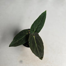 Load image into Gallery viewer, #D922 Anthurium (Papillilaminum x Black Sensation) x