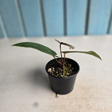 Load image into Gallery viewer, #D922 Anthurium (Papillilaminum x Black Sensation) x