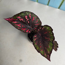 Load image into Gallery viewer, #D455 Begonia Unknown