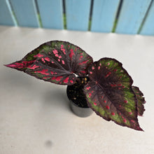 Load image into Gallery viewer, #D455 Begonia Unknown