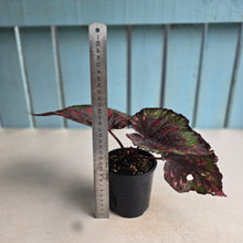 Load image into Gallery viewer, #D455 Begonia Unknown