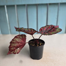 Load image into Gallery viewer, #D455 Begonia Unknown