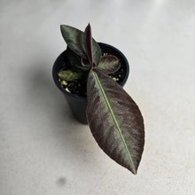 Load image into Gallery viewer, #R245 Labisia Sp.