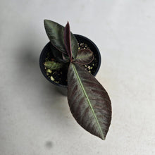 Load image into Gallery viewer, #R245 Labisia Sp.