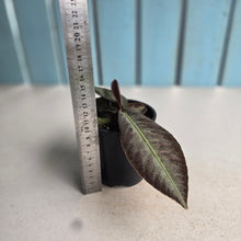 Load image into Gallery viewer, #R245 Labisia Sp.
