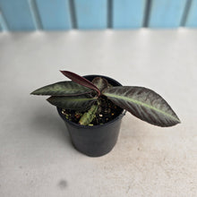 Load image into Gallery viewer, #R245 Labisia Sp.