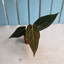 Load image into Gallery viewer, #RS2 Anthurium (Papillilaminum x Black Sensation) x
