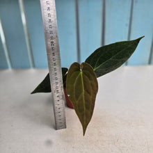 Load image into Gallery viewer, #RS2 Anthurium (Papillilaminum x Black Sensation) x