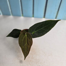 Load image into Gallery viewer, #RS2 Anthurium (Papillilaminum x Black Sensation) x