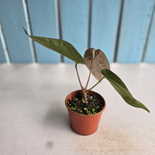 Load image into Gallery viewer, #RS2 Anthurium (Papillilaminum x Black Sensation) x