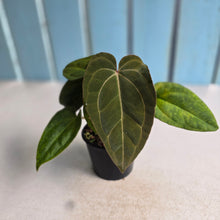Load image into Gallery viewer, #R21 Two x Anthurium NOID Seedlings