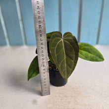 Load image into Gallery viewer, #R21 Two x Anthurium NOID Seedlings