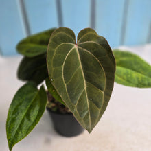 Load image into Gallery viewer, #R21 Two x Anthurium NOID Seedlings
