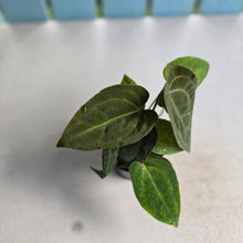 Load image into Gallery viewer, #R21 Two x Anthurium NOID Seedlings