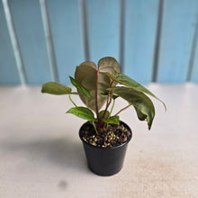 Load image into Gallery viewer, #R21 Two x Anthurium NOID Seedlings