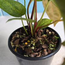 Load image into Gallery viewer, #R21 Two x Anthurium NOID Seedlings