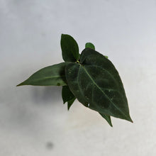 Load image into Gallery viewer, #R31 Three x Anthurium NOID Seedlings