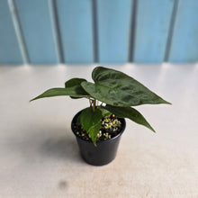 Load image into Gallery viewer, #R31 Three x Anthurium NOID Seedlings
