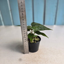 Load image into Gallery viewer, #R31 Three x Anthurium NOID Seedlings