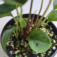 Load image into Gallery viewer, #R31 Three x Anthurium NOID Seedlings