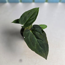 Load image into Gallery viewer, #RD41 Three x Anthurium NOID Seedlings