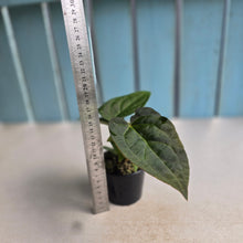 Load image into Gallery viewer, #RD41 Three x Anthurium NOID Seedlings