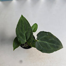 Load image into Gallery viewer, #RD41 Three x Anthurium NOID Seedlings