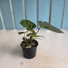 Load image into Gallery viewer, #RD41 Three x Anthurium NOID Seedlings