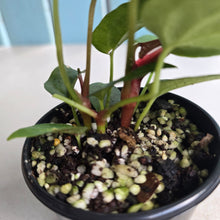 Load image into Gallery viewer, #RD41 Three x Anthurium NOID Seedlings