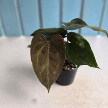 Load image into Gallery viewer, #D73 Three x Anthurium NOID Seedlings