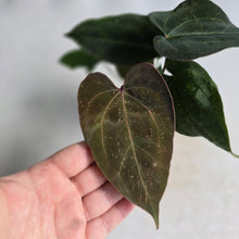 Load image into Gallery viewer, #D73 Three x Anthurium NOID Seedlings