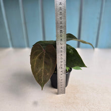 Load image into Gallery viewer, #D73 Three x Anthurium NOID Seedlings